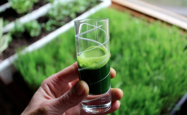 wheatgrass juice