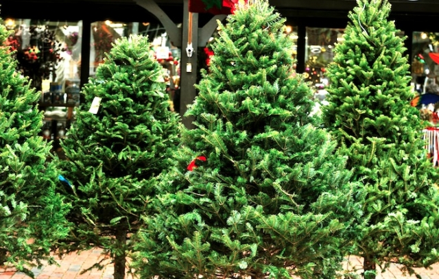 christmas tree in dubai