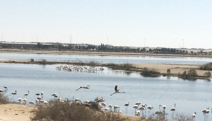 Al Wathba Wetland Reserve 3