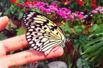 Butterfly Garden Dubai