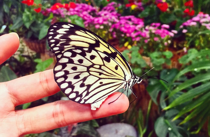 Butterfly Garden Dubai