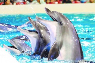 Dolphinarium Dubai