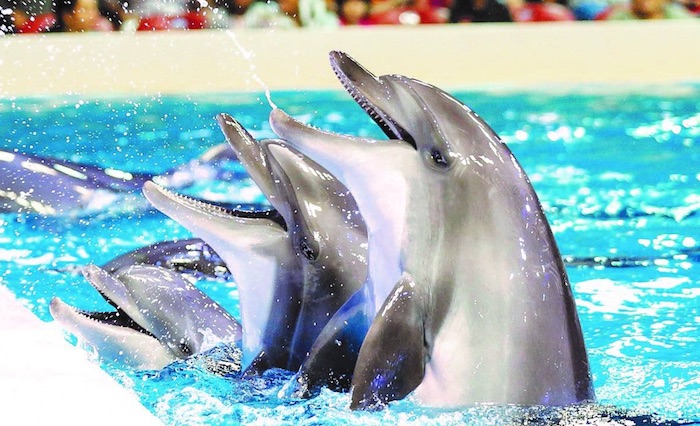 Dolphinarium Dubai