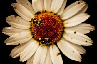 Bee pollen in Dubai