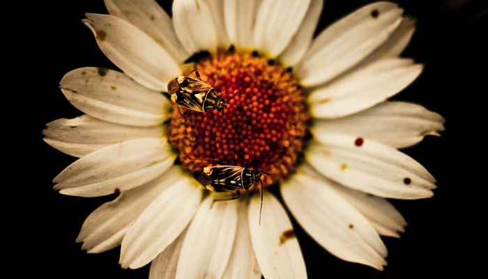 Bee pollen in Dubai