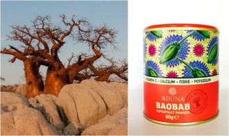 baobab powder