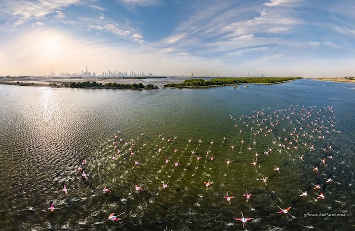 Flamingos in the Ras Al Khor Wildlife Sanctuary