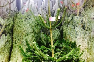 Christmas Trees