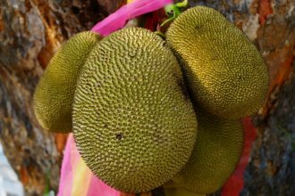 Jackfruit health benefits