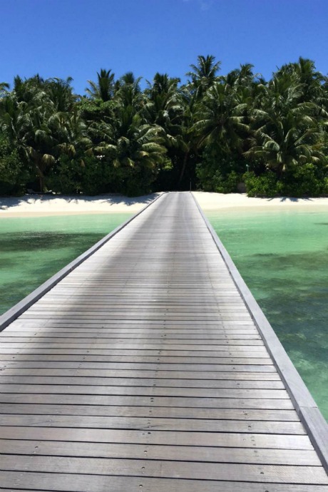 Coconut trees in Maldives