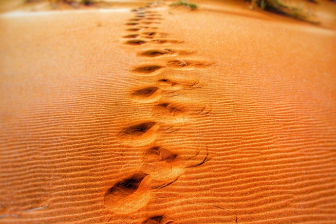 Al Qudra desert Race in the UAE