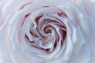 Rose Water benefits