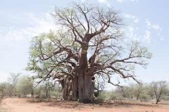 Baobab Tree