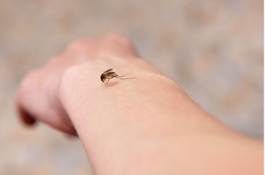 HOW TO GET RID OF MOSQUITOES AND NATURALLY HEAL THEIR BITES Dubai